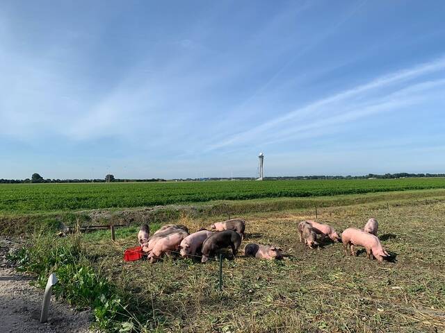 荷兰航空枢纽阿姆斯特丹史基浦机场征召一群猪组成巡逻队阻止鸟类靠近机场