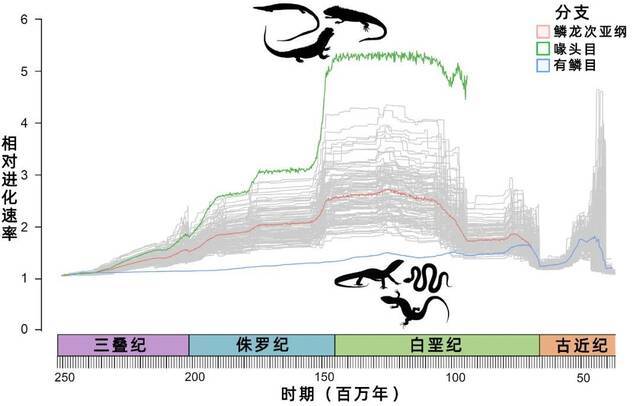在大约2亿年的时间里，蜥蜴和蛇（有鳞目）的进化速率（蓝）远低于喙头目（绿）的进化速率，而这只是在最近5000万年左右才发生了逆转。红色线条显示了所有鳞龙次亚纲在