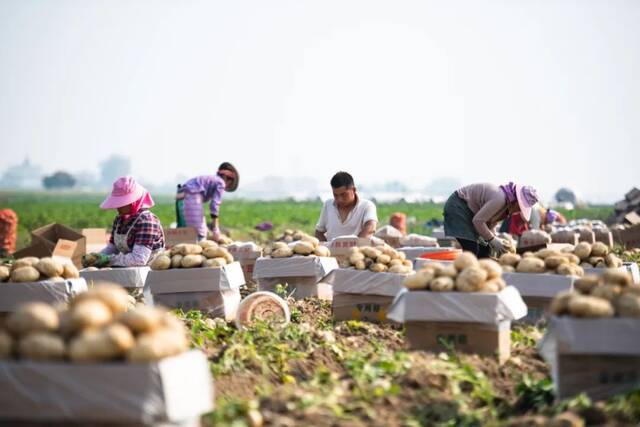 在德宏傣族景颇族自治州芒市风平镇，农民拣选马铃薯王冠森摄