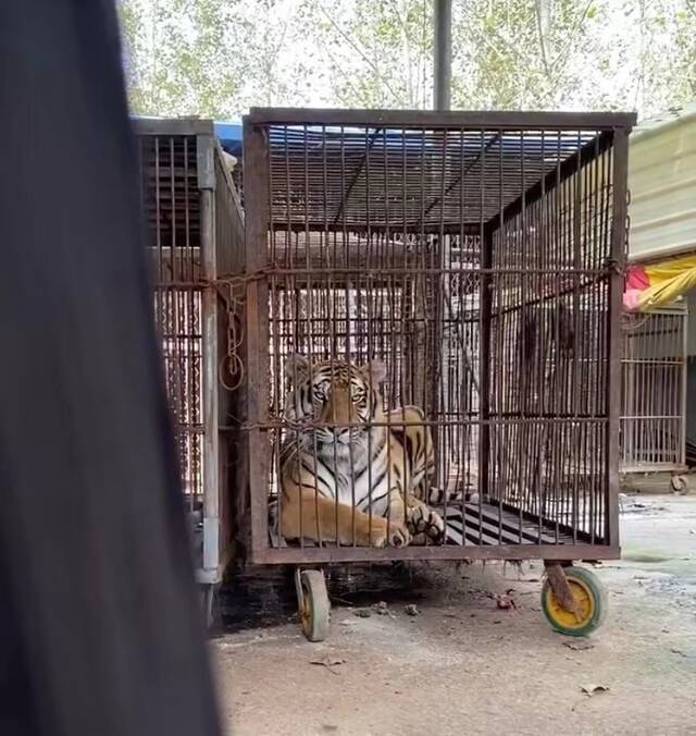 马戏团老虎正趴在笼舍中。新京报记者咸运祯摄
