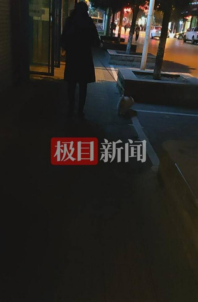 昭通中心城区市民遛狗（来源：记者实拍）