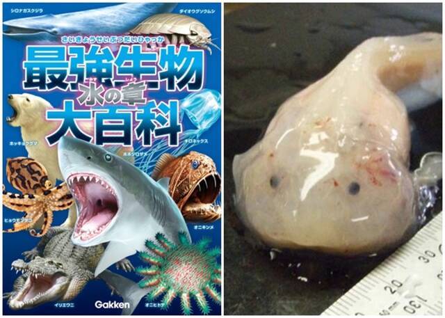 日本5岁男童揭《最强生物大百科：水之章》分类错误助修正鱼类图鉴