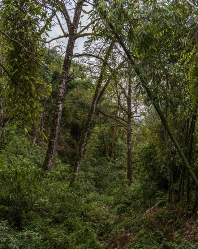 哀牢山脉下，村落附近植被丰富，经常可以见到这种大树。（金海摄）