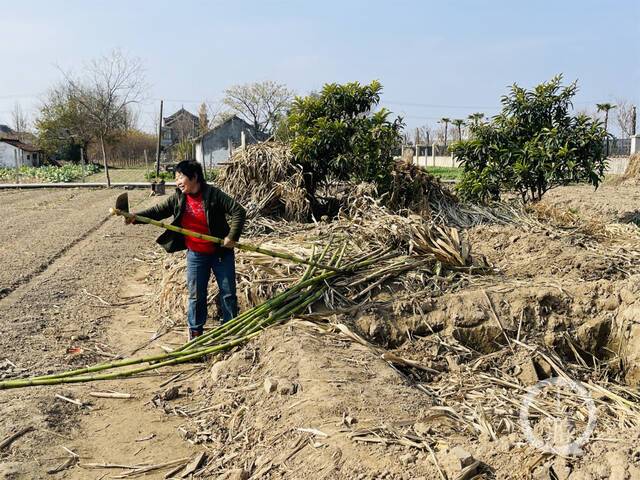 ▲12月8日，江苏海门，倪先生的老伴正在处理储藏在地窖里的甘蔗。摄影/上游新闻记者时婷婷