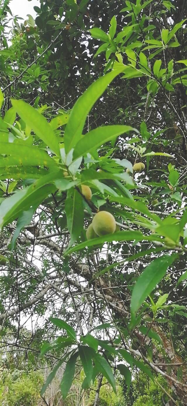 海南毛桃。通讯员范鸿雁摄