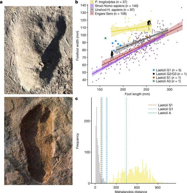 坦桑尼亚莱托里发现的脚印化石表明人类祖先“露西”可能有“小伙伴”