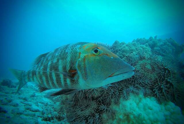 珊瑚鱼（帝王鱼、热带笛鲷和石首鱼）有助于控制大堡礁上棘冠海星的数量