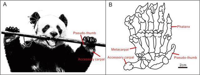 贵州省双河洞大熊猫“伪拇指”化石保存的意义