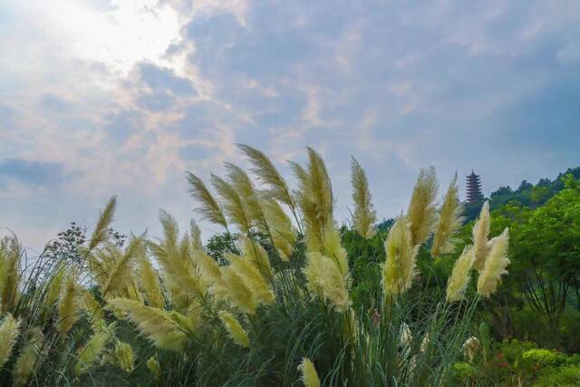 芦苇丛在风中飘荡图：重庆两江新区