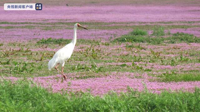 江西鄱阳湖保护区与俄罗斯“克塔雷克”国家公园共同推进候鸟保护