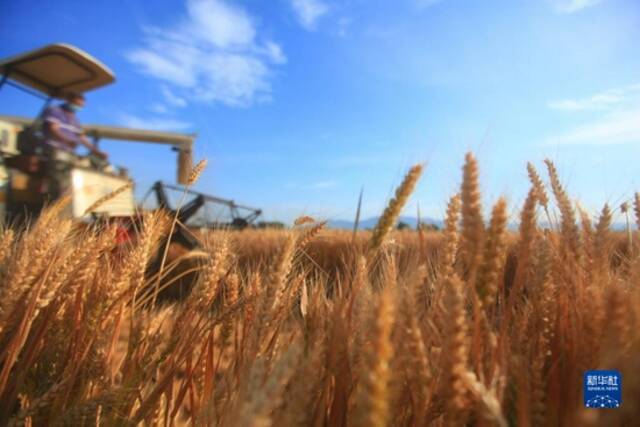 收割机在山东省临沂市平邑县的麦田里收割小麦（6月8日摄）。新华社发（武纪全摄）