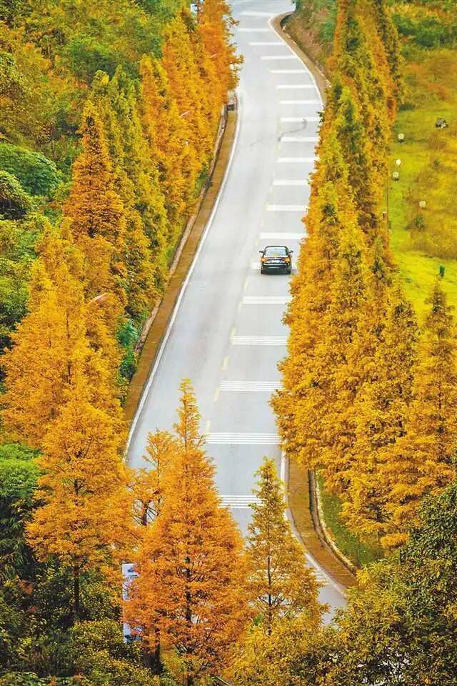 綦江区古剑山风景区旅游大道的水杉树树叶渐黄，散发出迷人的色彩。陈星宇摄