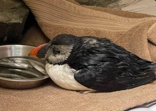 欧洲英国属地根西岛发现罕见奥斯卡海鹦鹉受伤幸获团体悉心治疗