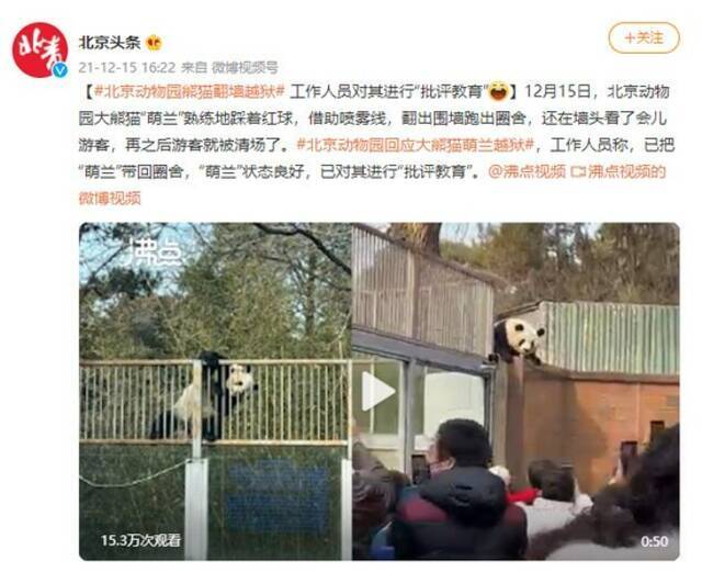 北京动物园熊猫翻墙“越狱” 工作人员对其“批评教育”