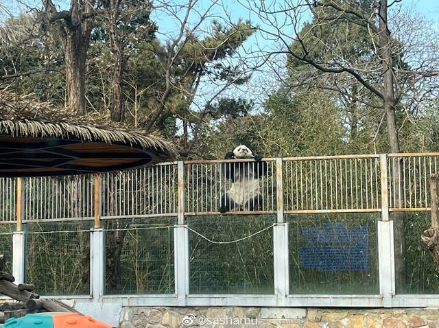 北京动物园熊猫翻墙“越狱” 工作人员对其“批评教育”