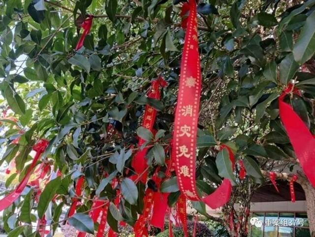 2021年11月25日，林隐酒店外围的绿植上挂满了祈福带，大部分写有“消灾免祸、平安吉祥”字样。新京报记者吴小飞摄