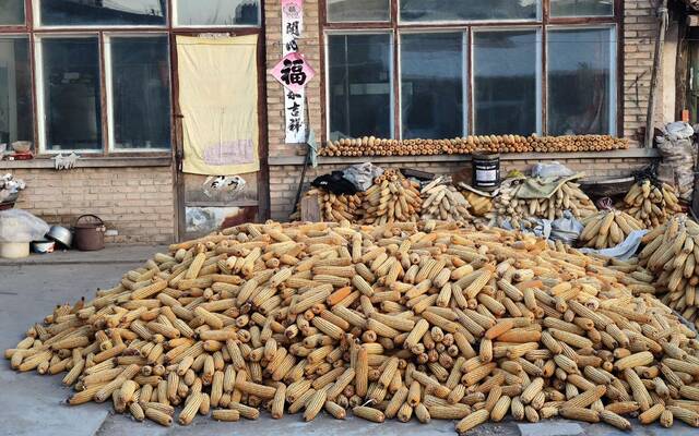 奶奶家堆放了好多玉米。新京报记者王巍摄