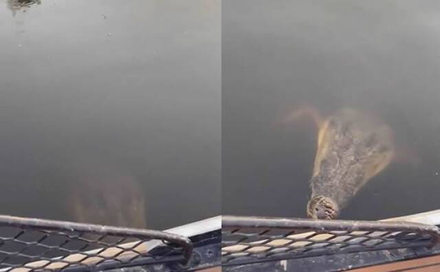 澳洲女子搭船时发现船旁边有鳄鱼潜伏靠近用手机拍摄时鳄鱼瞬间冲出水面