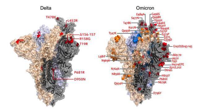 奥密克戎相较于德尔塔变体的突变点