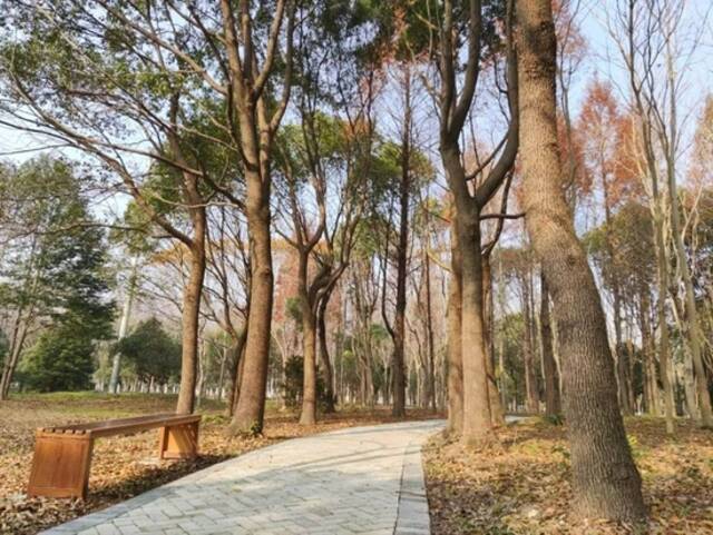 上海今年年底将建成8个大型开放式休闲林地 休憩又添新去处