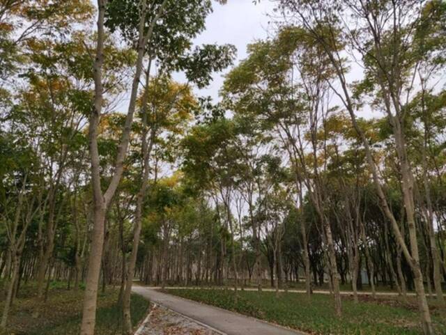 上海今年年底将建成8个大型开放式休闲林地 休憩又添新去处