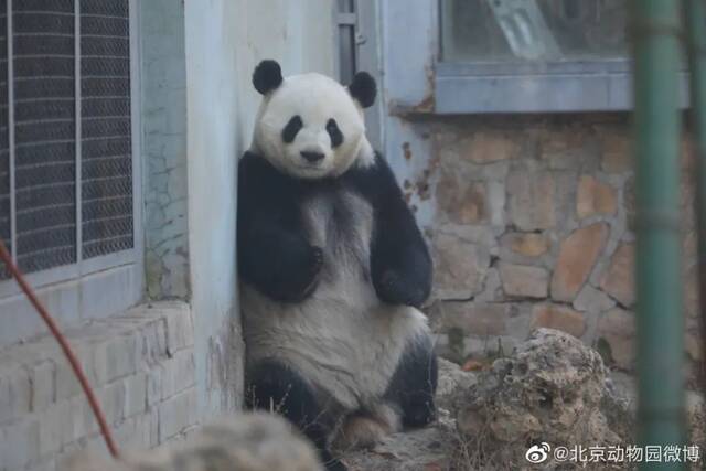 北京动物园大熊猫“越狱”！未遂后被“批评教育”……