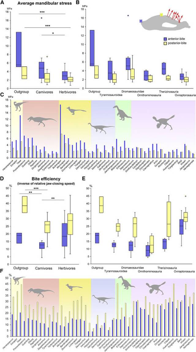 新研究显示兽脚亚目恐龙进化出更坚固的下颚使它们能够食用更坚硬的食物