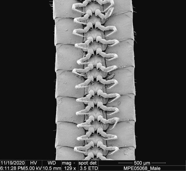 一只雄性Eumillipes persephone腹侧腿部照片。施普林格·自然供图