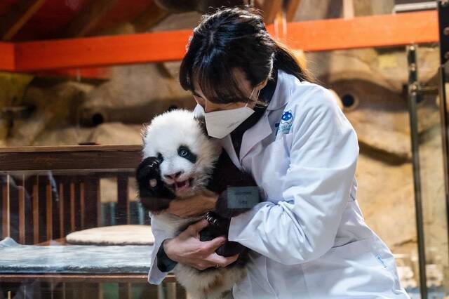 西班牙动物园大熊猫双胞胎满百天 获名“久久”和“友友”
