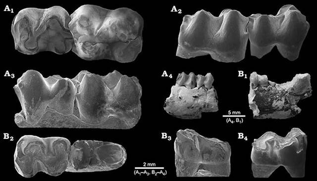 A,阿山头豕齿兽Hyopsodus arshantensis sp. nov.右下颌具m1-2 B,豕齿兽未定种Hyopsodus sp.左下颌具m2