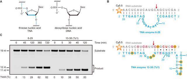 图3. TNA酶催化RNA切割反应