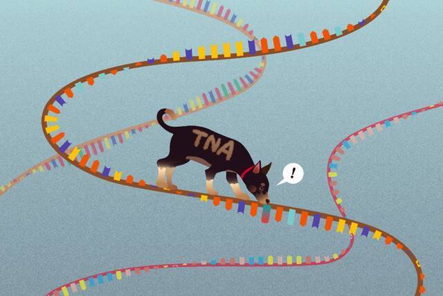 图7. TNA搜索并切割突变RNA（图：王国燕、陈磊）