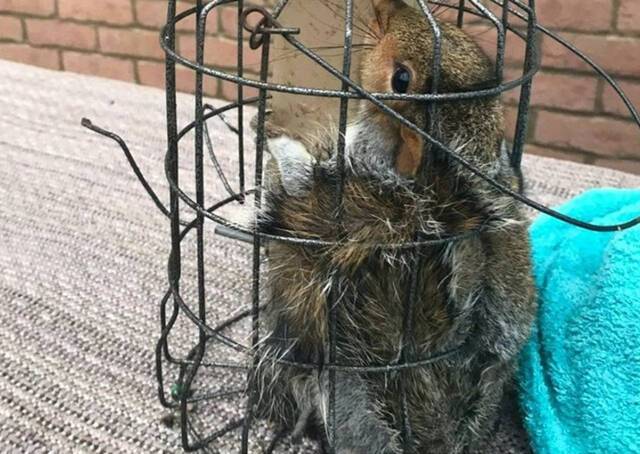 英国达勒姆郡哈特尔浦一只灰松鼠闯喂鸟器偷食饱餐后无法动弹