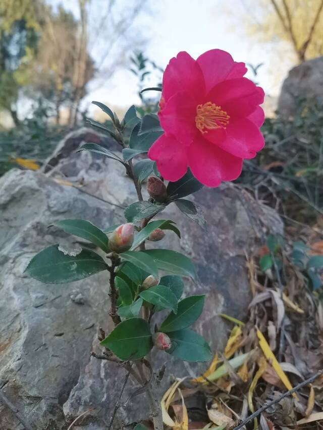 快来找找！藏在SEU冬日里的那些花花草草~