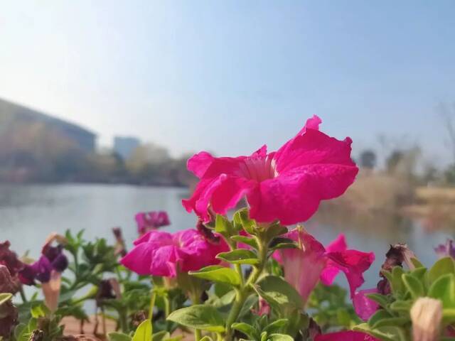 快来找找！藏在SEU冬日里的那些花花草草~