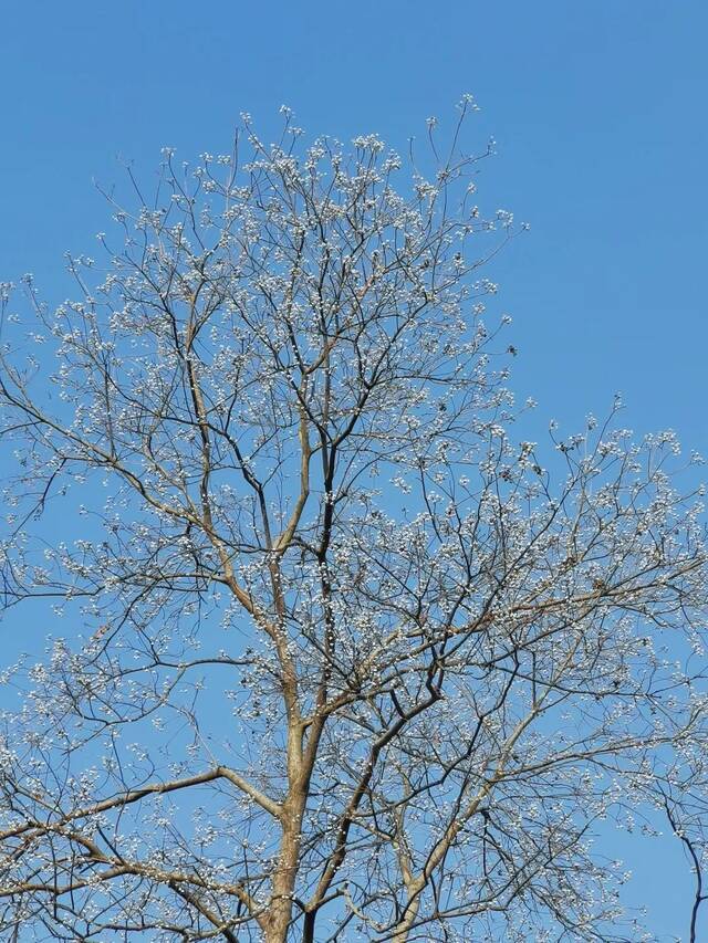 快来找找！藏在SEU冬日里的那些花花草草~