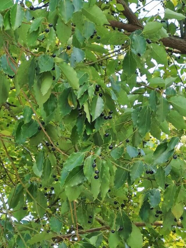 快来找找！藏在SEU冬日里的那些花花草草~