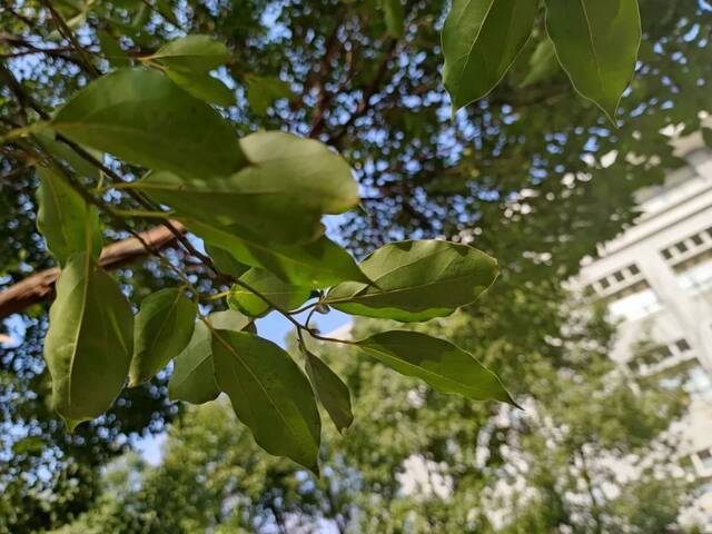 快来找找！藏在SEU冬日里的那些花花草草~