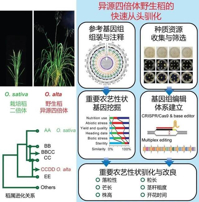 异源四倍体野生稻的快速从头驯化，中国科学院种子创新研究院/遗传与发育生物学研究所供图