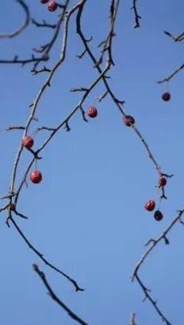 冬至  冬至大如年，春来小团圆