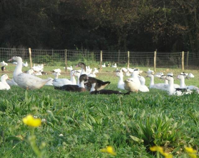 法国西南部鹅肝酱盛产地养鸭场爆禽流感