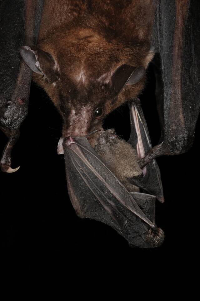西半球最大的蝙蝠──鬼伪吸血蝠正在大啖一只短尾叶鼻蝠（ short-tailed bat）。 PHOTOGRAPH BY MARCO TSCHAPKA