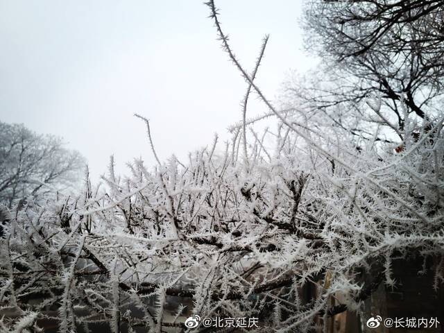 北京八达岭景区迎来雾凇天气