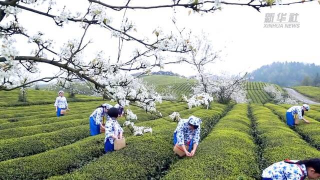 新华全媒+丨贵州湄潭：打好生态牌 奏响富民曲