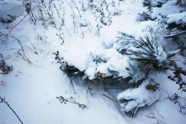 初雪为你而来，奋斗无问西东｜这一届考研很难，却也很美