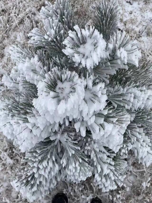 浙江下雪啦！