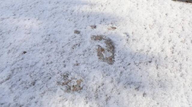 青科大最美雪景年度巨献！