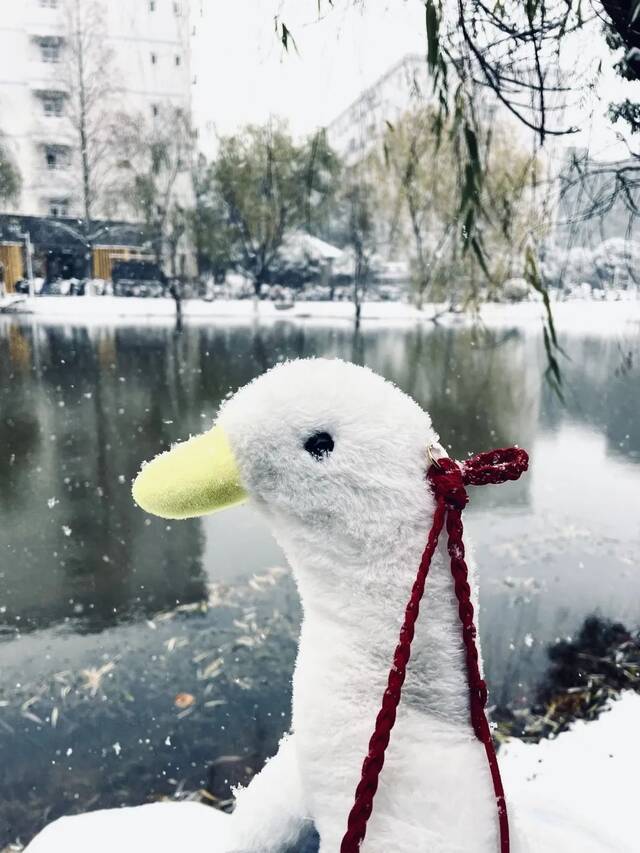 一起来中南看雪吧！