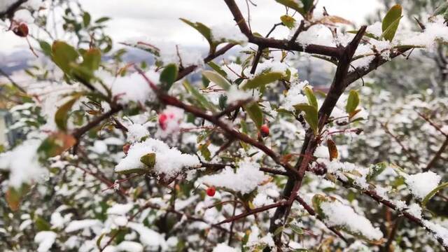 今天，一起看一场初雪