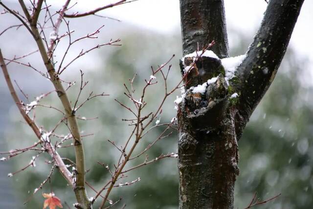 今天，一起看一场初雪